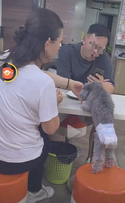 素质被狗吃了。一对夫妻领着狗儿子在饭店用餐，其乐融融。狗儿子趴在餐桌上，女主用饭