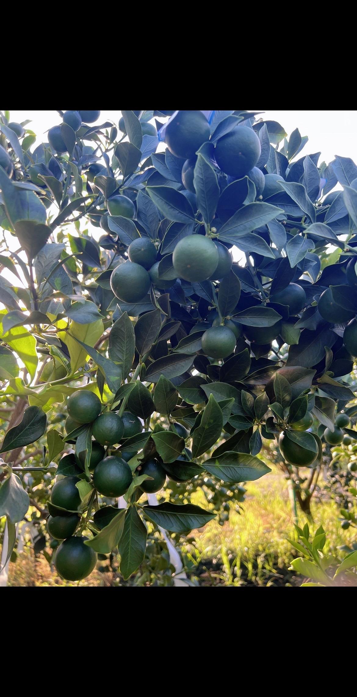 我是种脆蜜金桔的！优质农产品硕果累累自家果园实拍果树种植一分耕耘一分收获