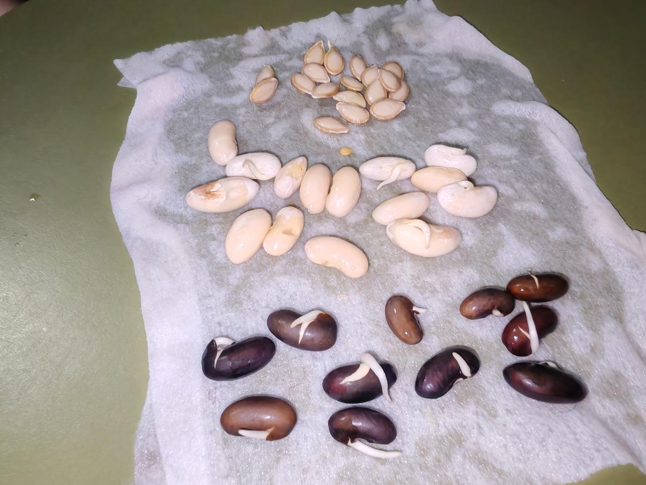 我和老伴三先生，今天又过了一个很充实的一天！今天是个大晴天，万里无云。现在的