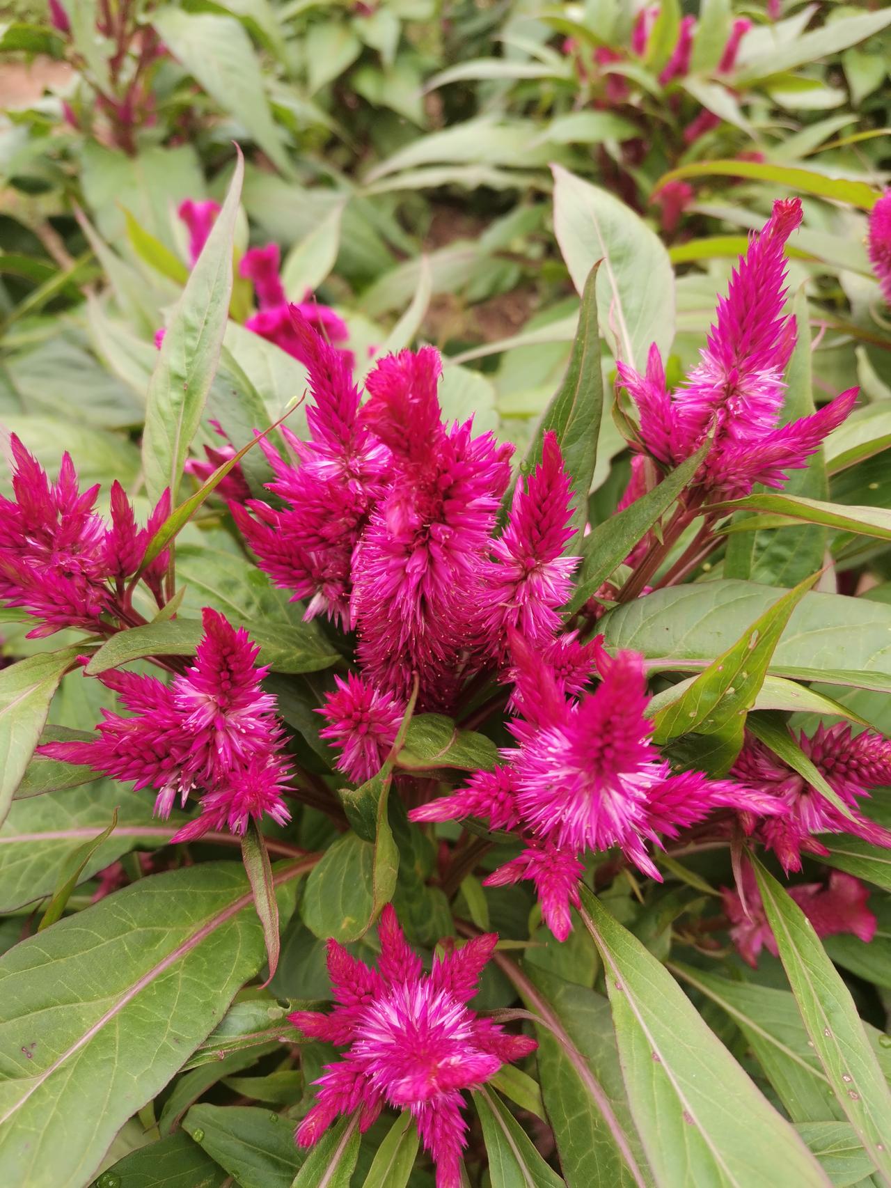 老师有一种负担叫做参加合唱团!有个朋友他老婆是音乐老师,被教育局叫去参加了局里