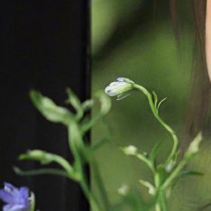 angelababyangelababy“你既是那美丽的日出，美好而又干净，