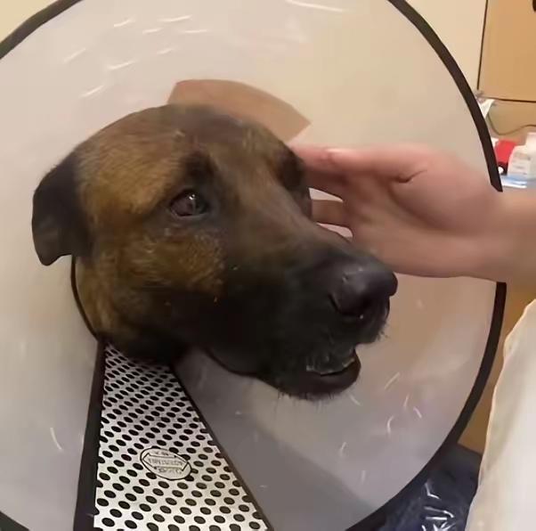 杭州这男的太疯魔了！殴打马犬20分钟惨叫堪比恐怖片，喊着“咬死我儿子”博同情，结