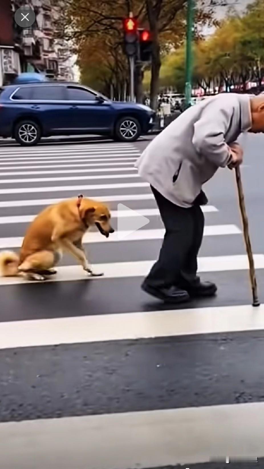 犬伴老翁行，共度岁月情。