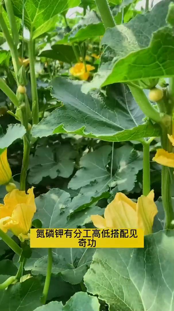种植口诀。记住这个口诀你也是农业专家。氮磷钾有分工，高低搭配见奇功。叶面肥算补