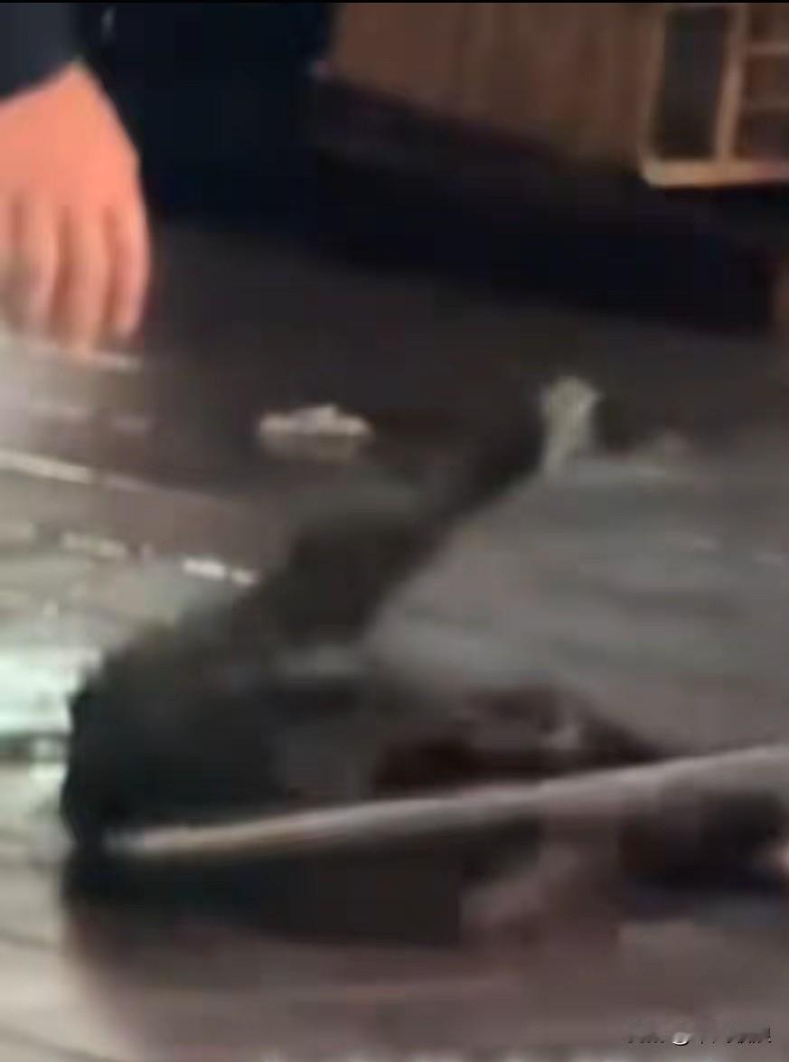 流浪狗不过是想在屋檐下躲避一下寒冬，没想到遭到房东的毒打，还被丢进垃圾桶。幸有好