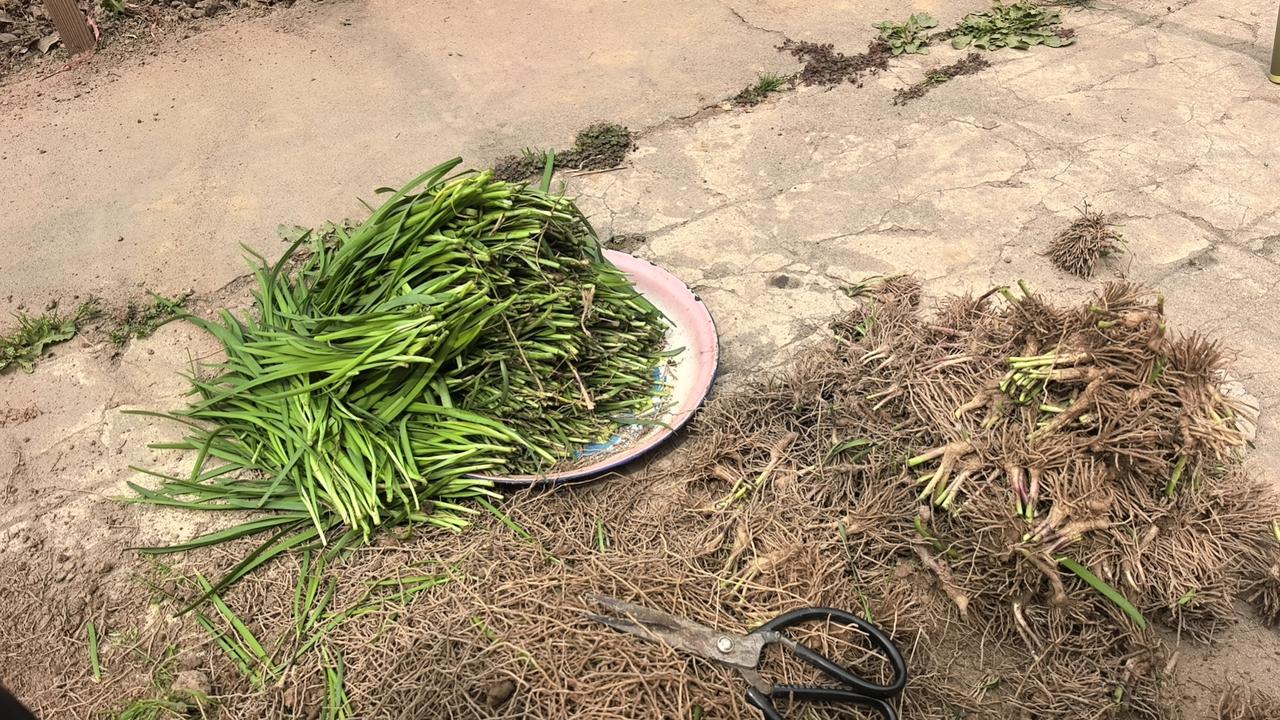 急问，昨天回老家把院里种了三年韭菜进行移栽！去了头，剪了须根，换地移植，忘记了浇