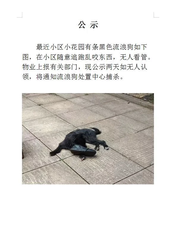 长沙求爱狗人士救狗狗一命🙏（已救版）