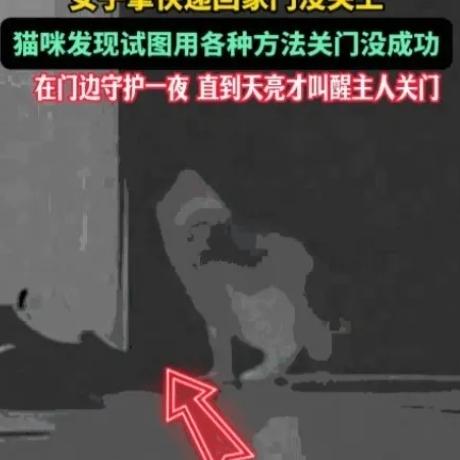 猫咪深夜守门一夜，天亮蹬醒主人：原来最护着你的，可能不是人“真成精了！”2
