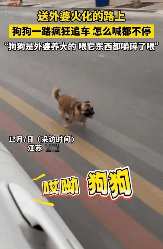 有情有义的狗狗！江苏一老人离世送去火化，家里人开着车跟在后边，老人的孙女发现奶奶