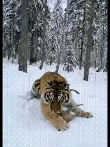 其实猪妈妈跑过来也是没有什么用的。