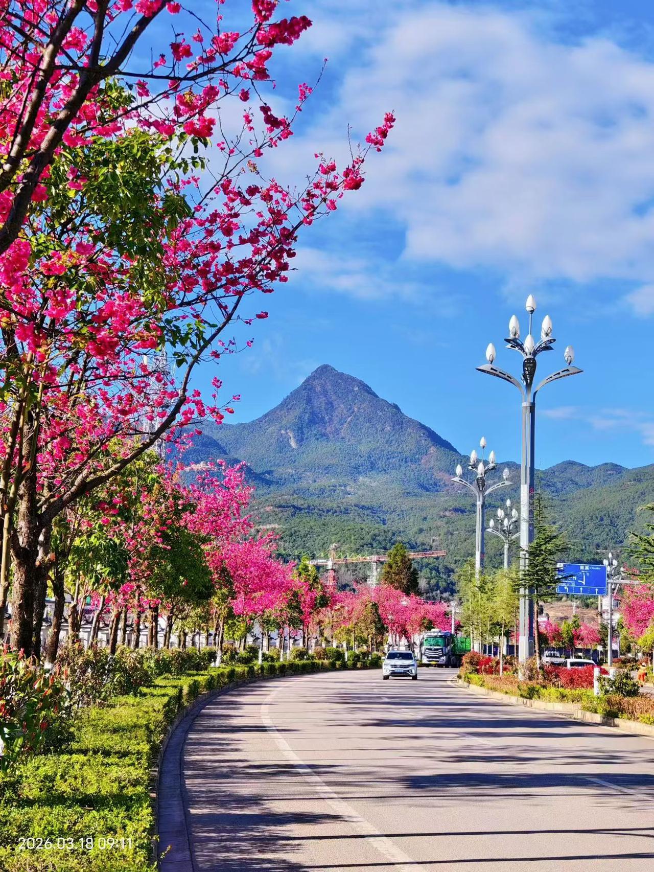 三月的风，唤醒了大理大学的樱花。粉白的云霞落满枝头，与苍山相映，与书香为伴，这是