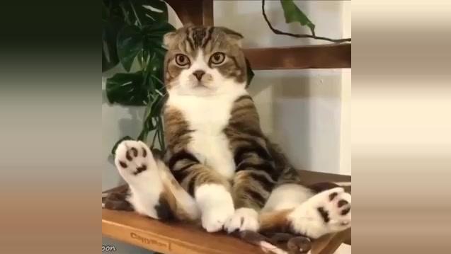 恶搞宠物小猫视频,恶搞宠物小猫视频大全