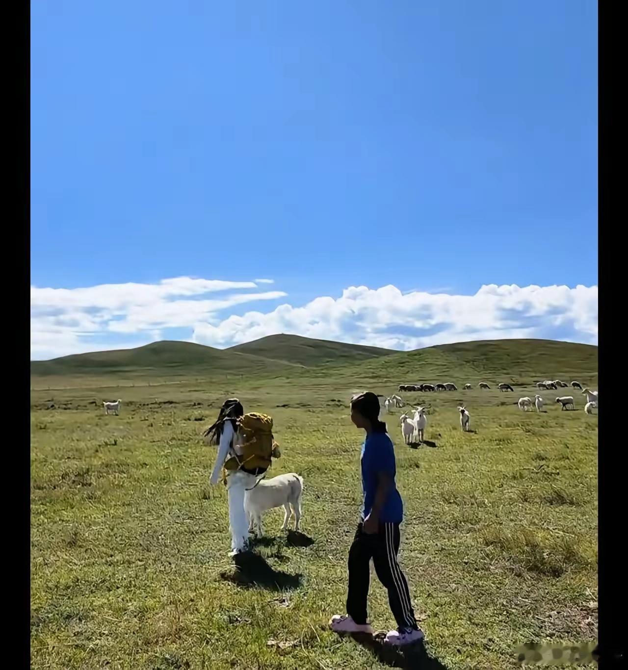 去内蒙古大草原旅游的西安女孩，最终还是把小羊买下来了，花了400块，但是光运费就