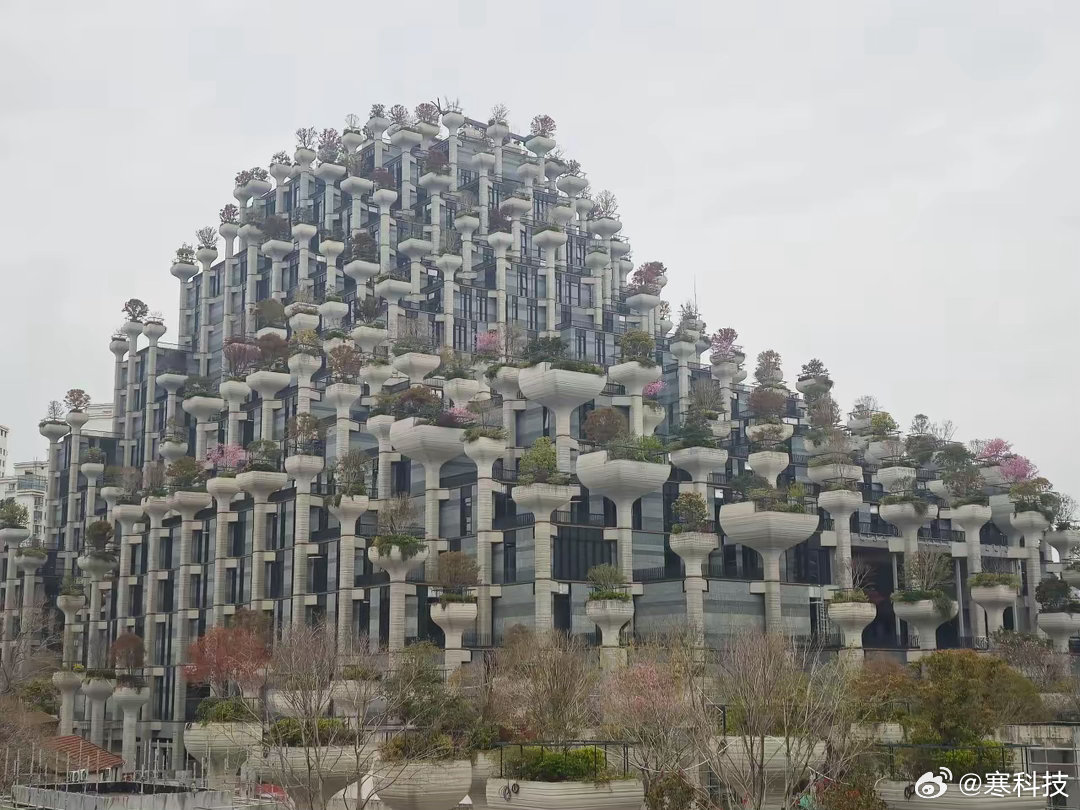 在上海，充满争议的天安千树，这树已经开始开花了，你们看这第一印象是什么