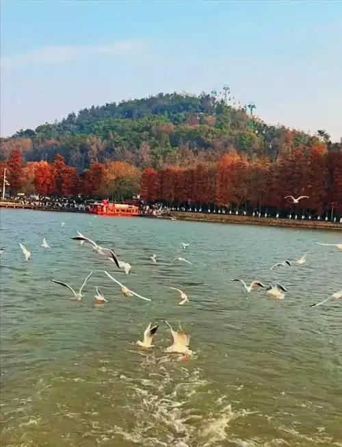 关中的冬向来直白凛冽，可谁料一场奔赴武汉的旅程，竟藏着颠覆认知的冬日秘境。带着满