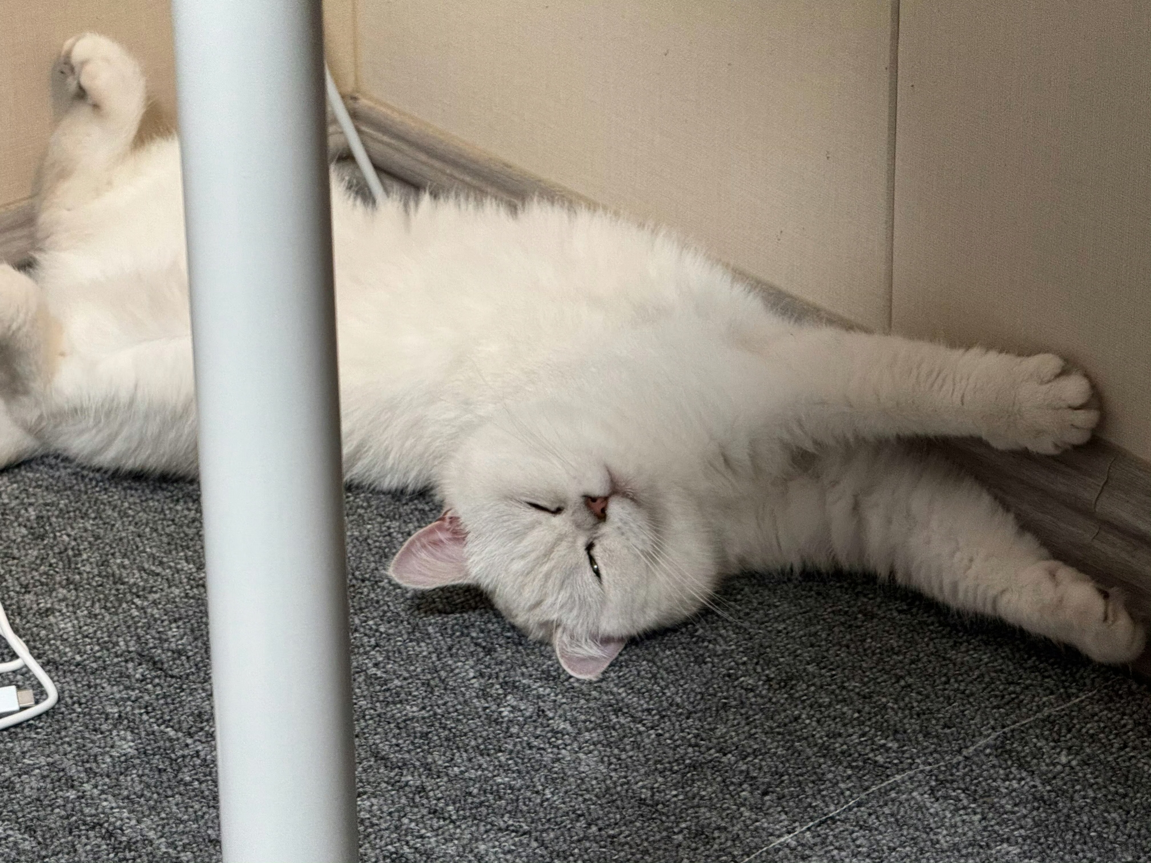 第一次见丑得像人的狗第一次见躺的比人还妖娆的猫
