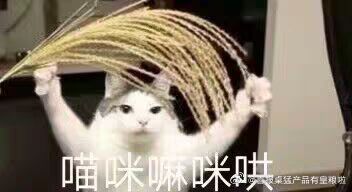 那个对养猫意见不小但后来真香的爹妈走进现实：