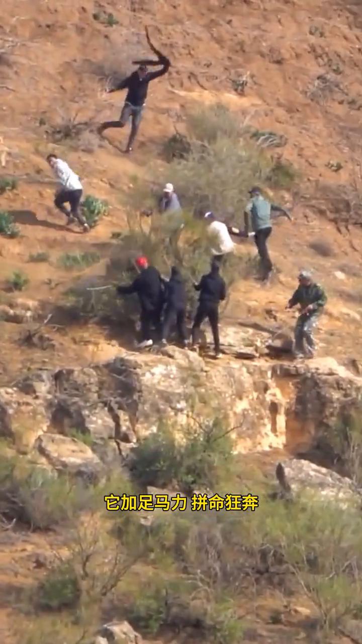这是无人机拍下不可思议的一幕。为了抓住偷吃庄稼的野猪，男子骑着摩托车一路小跑。为