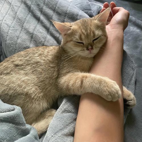 **头条：爱猫的人心肠都软？网友：摸过猫的谁还舍得发脾气！**不少养猫的都说