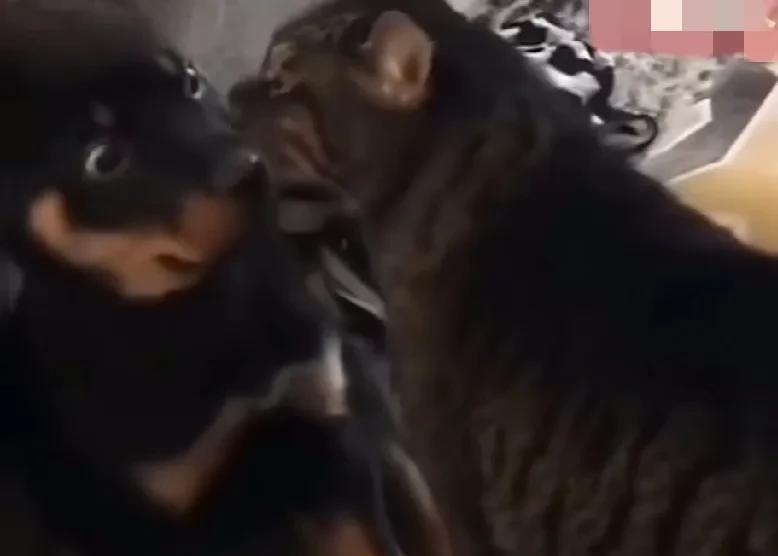 收养了一只流浪狗，家里的狸花猫好像不欢迎它，趴在它耳朵边不知道给它说了什么？反正