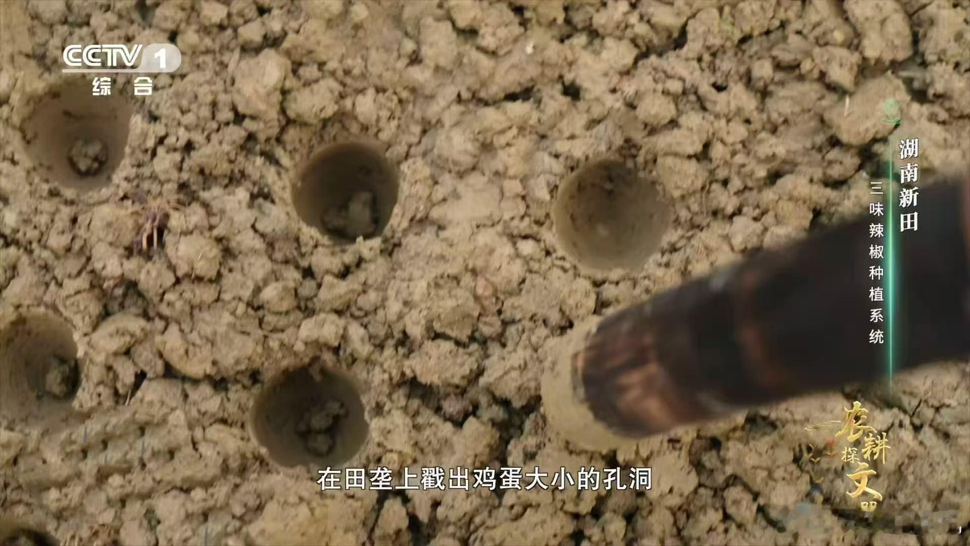 湖南人对辣椒的热爱，真是深入骨髓。连种植方法都这么有创意，用田螺来帮忙，让辣椒在