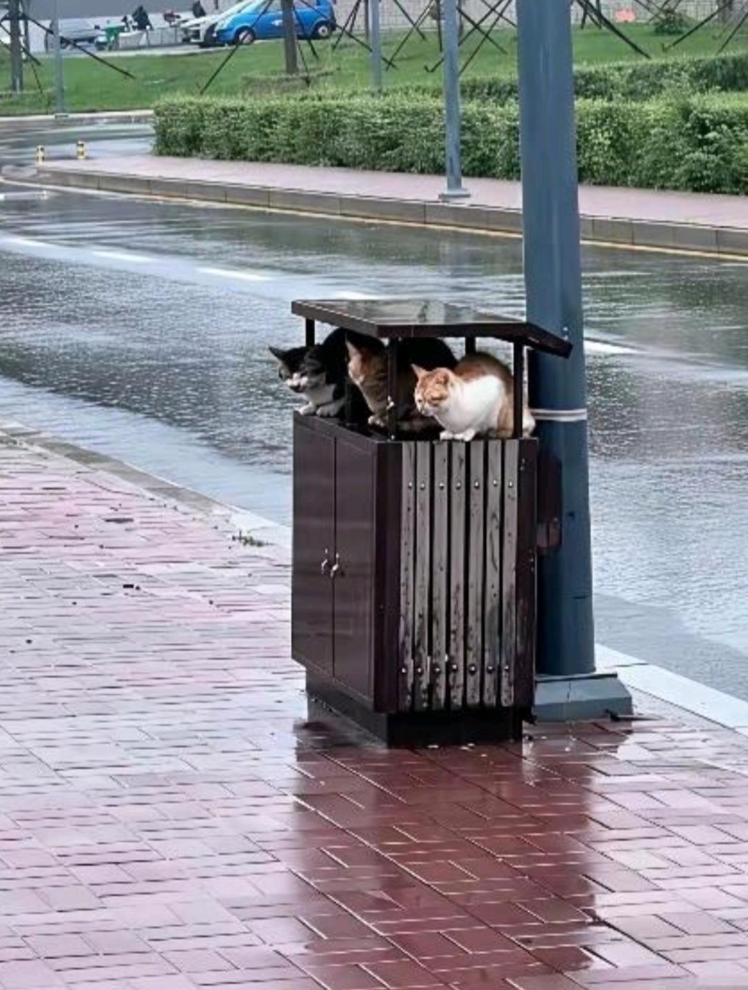 感觉现在的流浪猫是真多不管走到哪里都能看到不过今天这三只小可爱还真是聪明，下