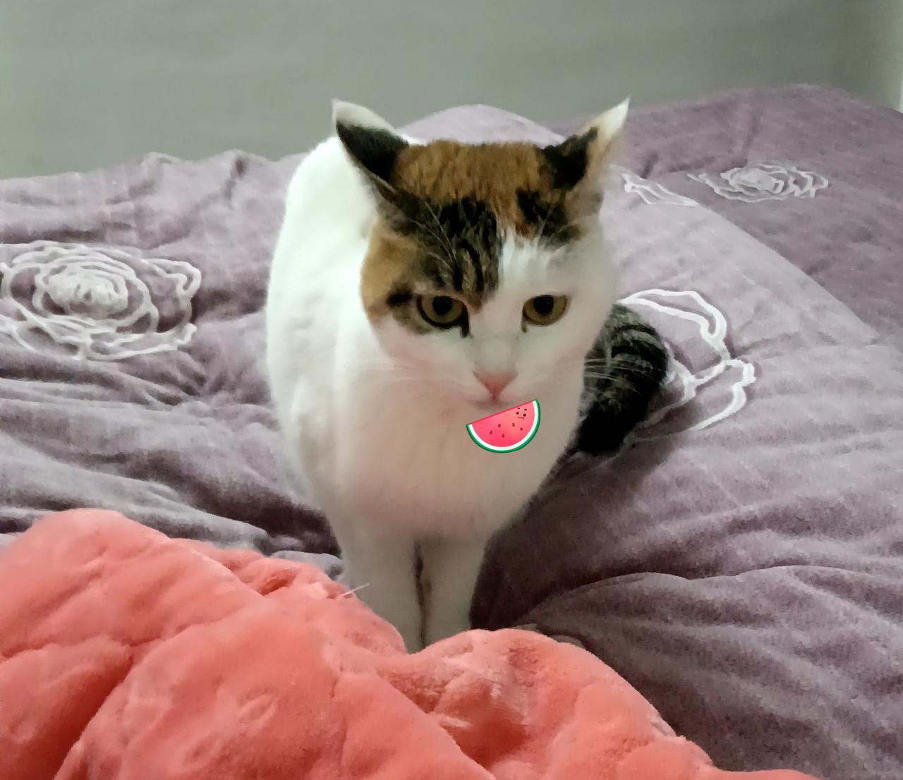 谁说三花猫都是姑娘？我家逆子打破刻板印象[害羞]养了三年的三花猫，今天才