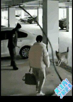 全网怒赞！停车场突发惊魂一幕，狗子疯狂拦路大叫，2秒后所有人肃然起敬！谁懂