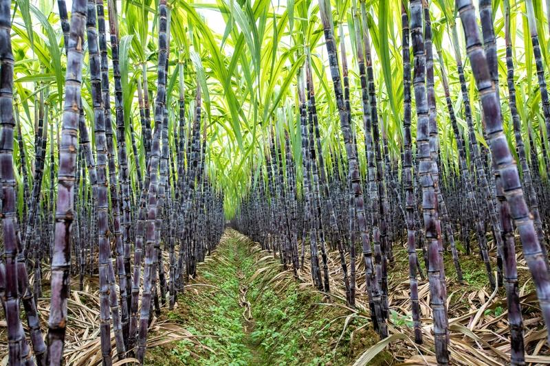 一根甘蔗87元，男子惊呆：付完钱才反应过来！店员：买之前讲过的！网友炸锅这样的价