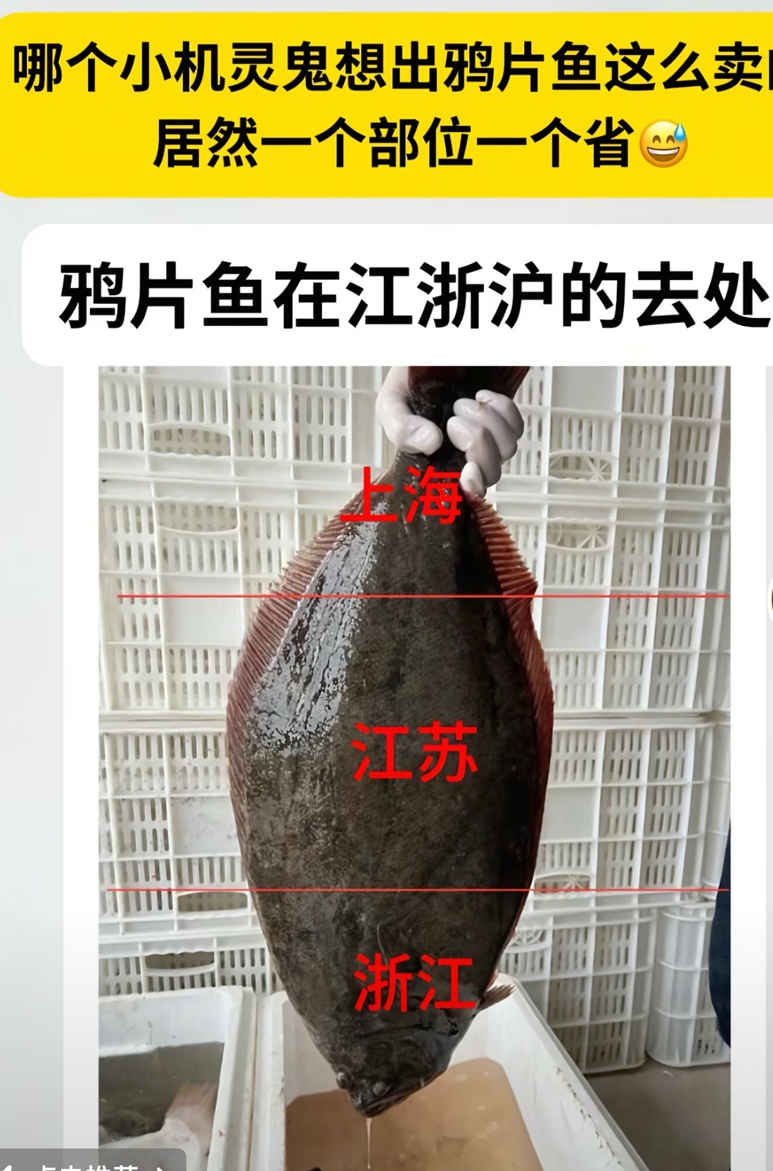 鸦片鱼到底是个什么鱼？听说浙江的吃鱼头，没见过鱼身是什么样，江苏