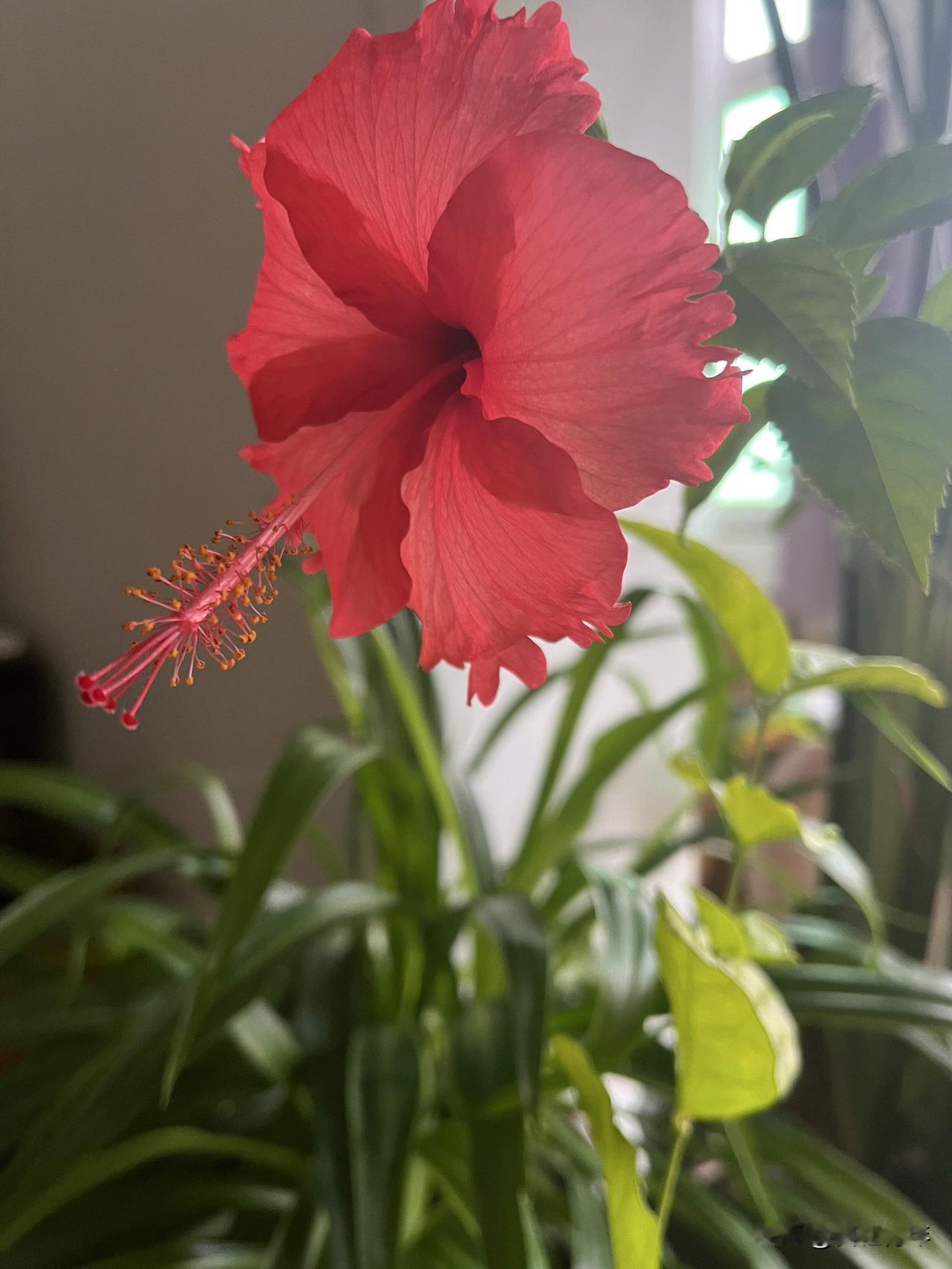 下午睡了一觉起来，阳光正透光窗子洒进阳台，我来阳台拿毛巾，一转身，见阳台侧面的镜