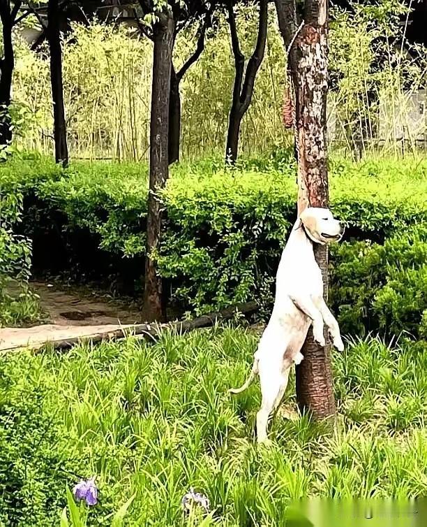 早上去楼下投喂流浪狗，看见之前经常投喂的大白狗被吊在树下，连忙叫保安过来解救，放