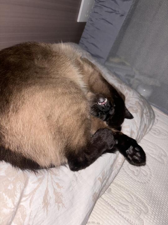 猫咪睡觉丑照