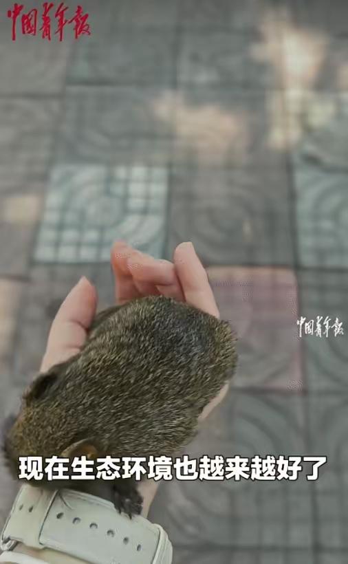 笑不活了！四川女孩带松鼠赶考，监考老师神反应，结局太暖了！“笑不活了！”谁能