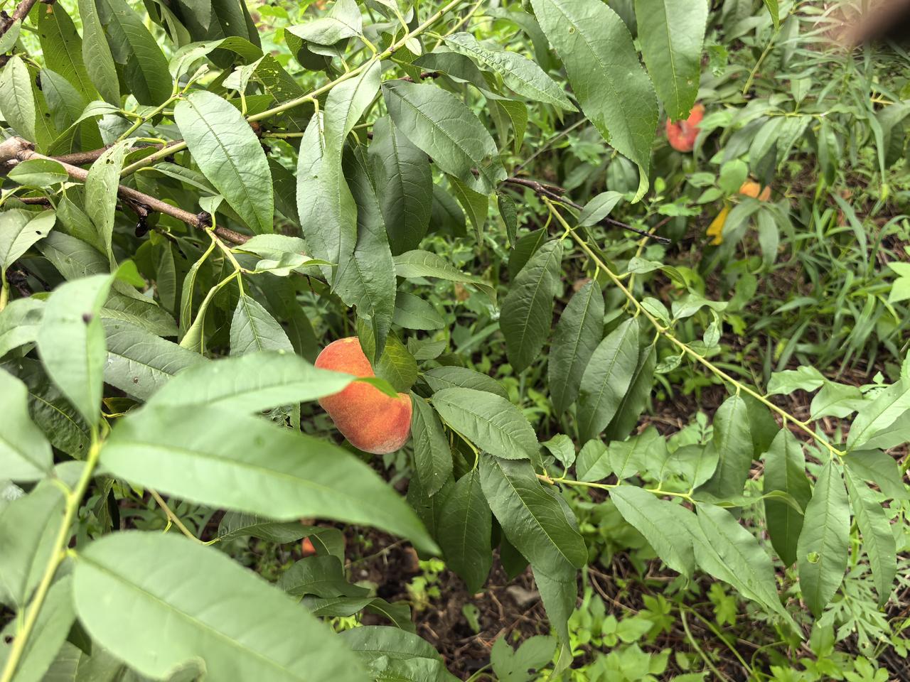 弘毅六不用生态农场的客户群分析蒋高明弘毅六不用生态农场的客户，是高度聚焦食