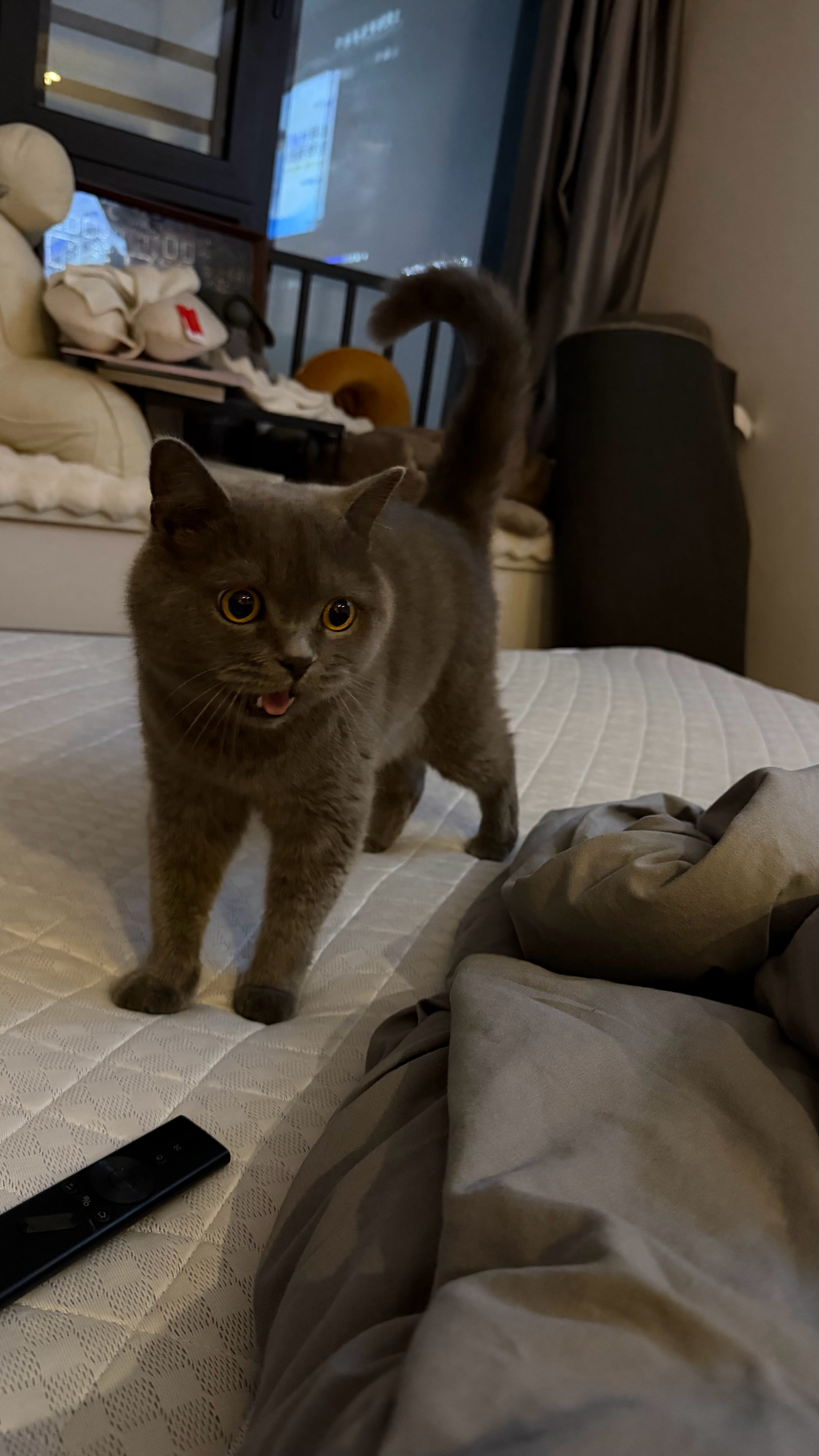 此猫近期黏人度又上一个level耍会儿电脑在我附近走来走去喵长喵短嗅我的膝盖扒
