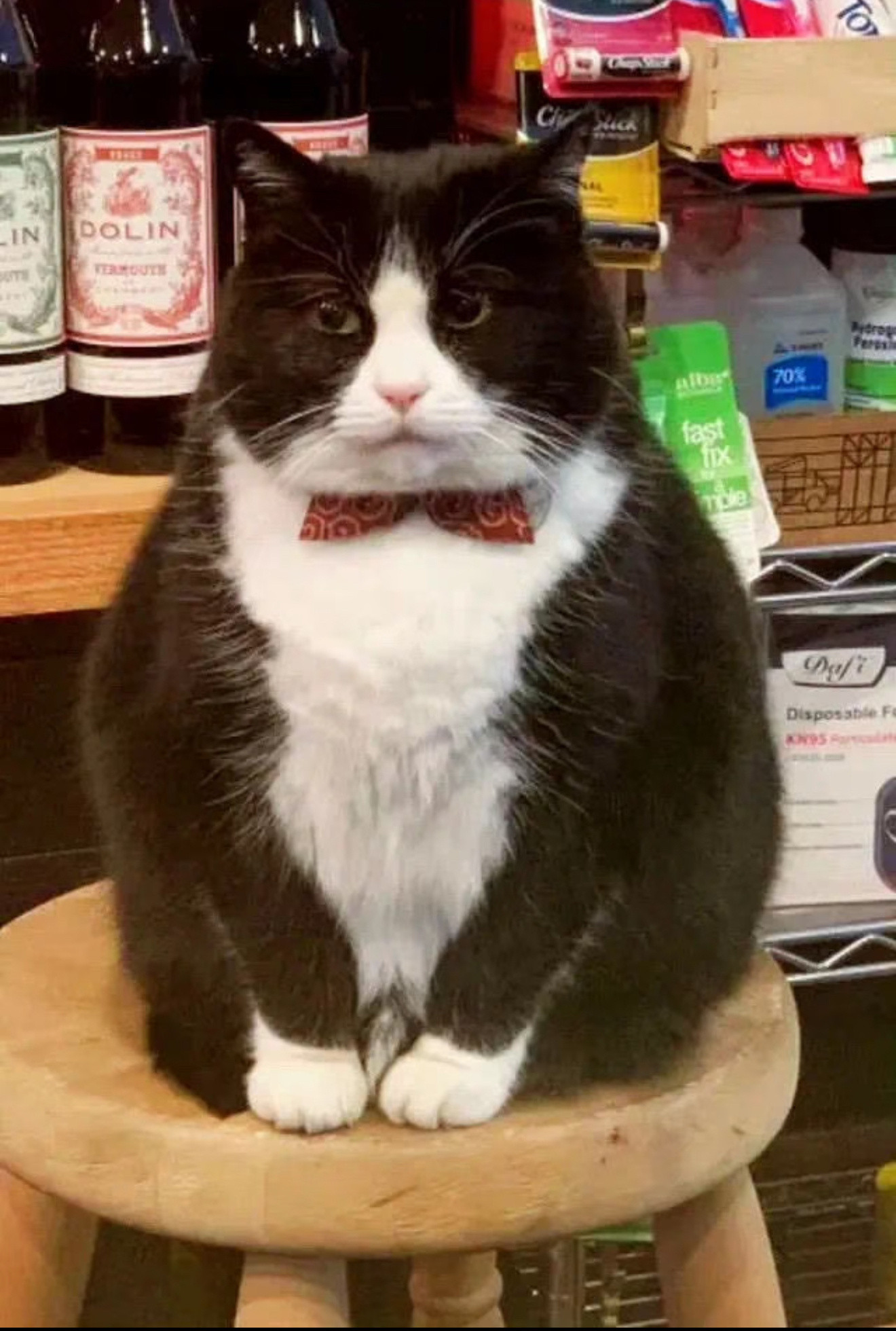 店长不允许我们叫它胖猫！！！