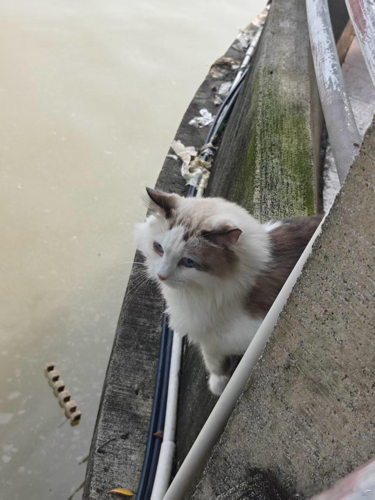 本来要把这只流浪小猫送去宠物店等收养的，但是抓不住她。💔​​​