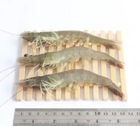 【这个季节在天津，就吃鱼和虾】现在的季节，天津的海水养殖虾，一百块五六斤。河鱼