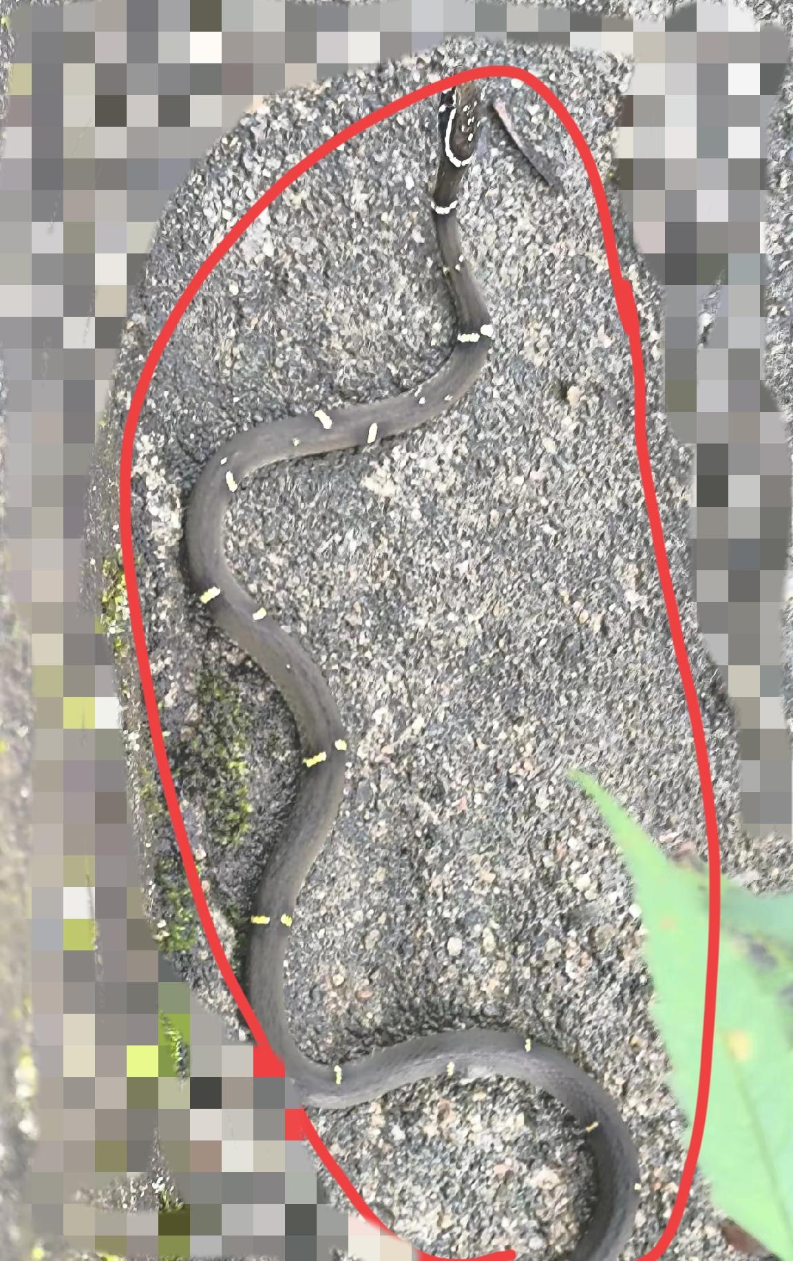 家人们谁懂啊！今天去河边钓鱼，本想着悠闲地享受一下午后时光，结果竟