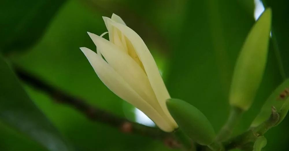 今日种植之缅桂花缅桂花的养殖方法和注意事项缅桂花的养殖办法和注重事项养殖缅桂花
