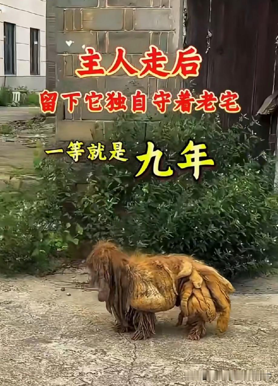 这样的狗狗多忠诚！