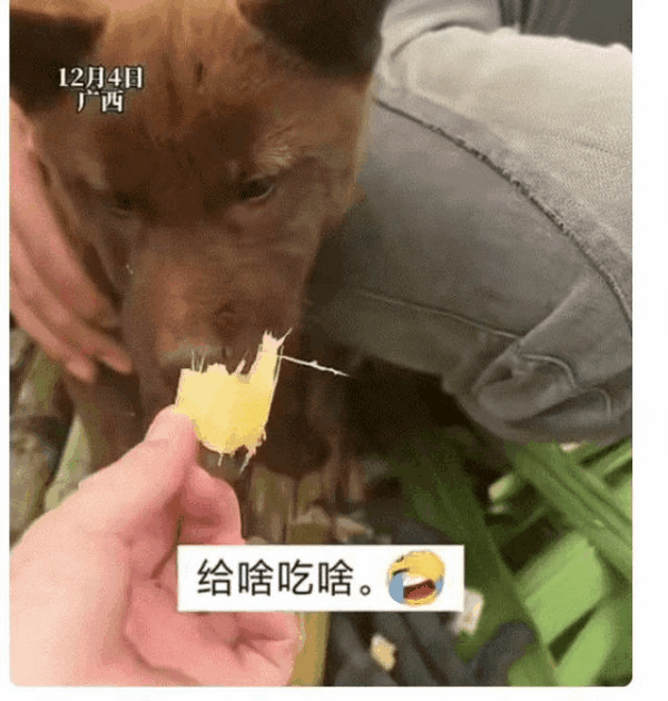 广西，一狗主人带着家中两只狗子一起去砍甘蔗，期间主人口渴吃甘蔗，然后随意掰了一小
