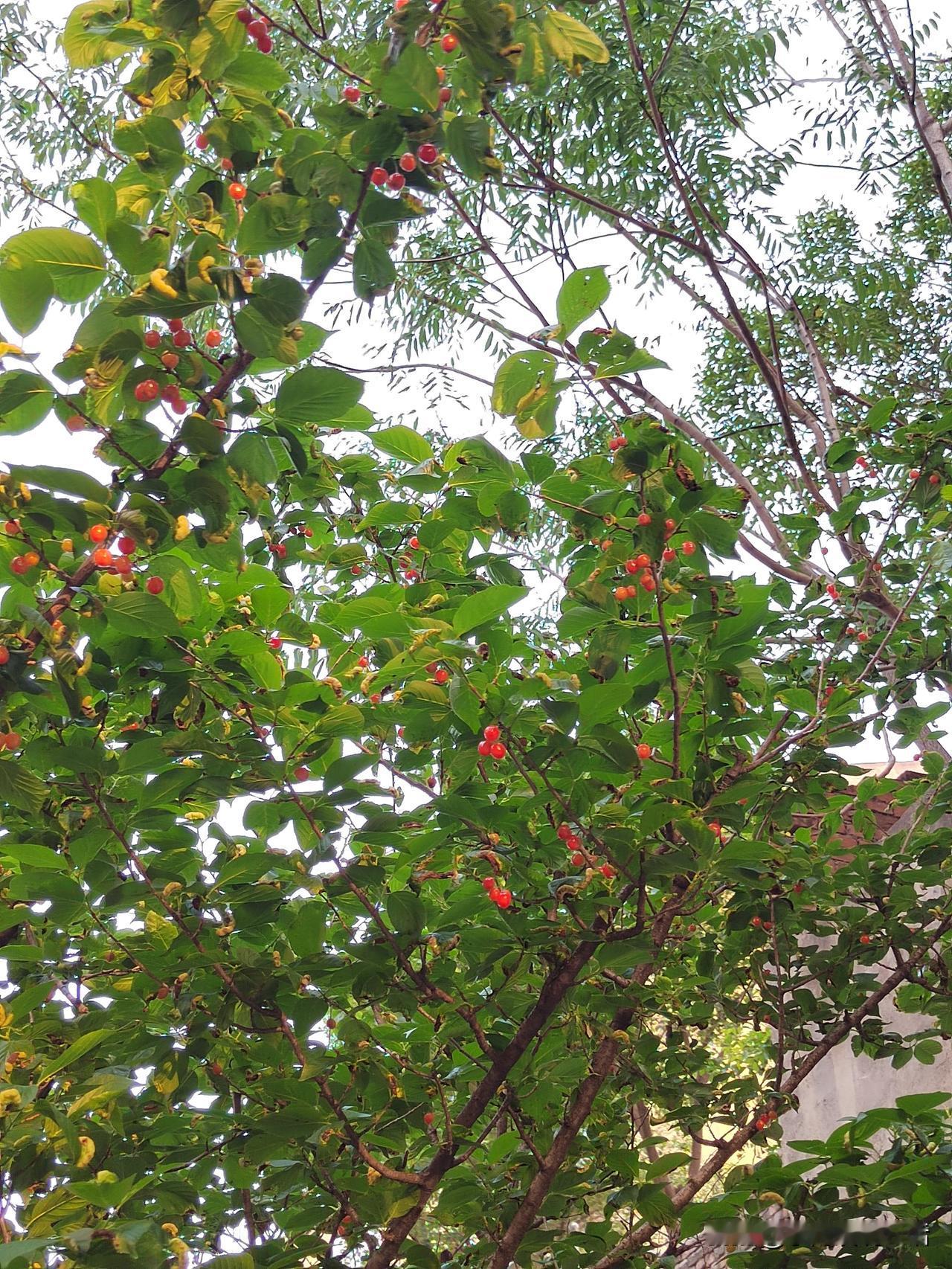 心态一调整，门口皆芬芳！我的退休金低，没有多余的钱去旅游。用现在流行的话来说