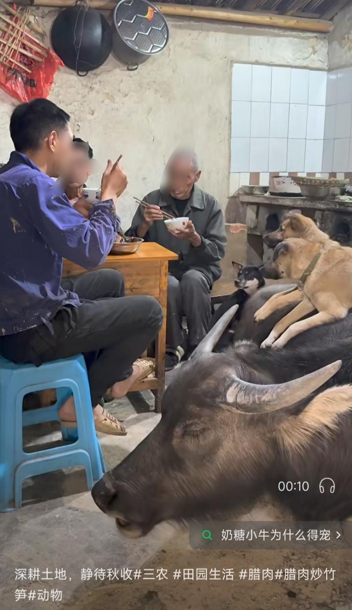 全天下最幸福的牛应该是奶糖了吧！别人家的牛要犁田耕地睡牛棚，它却可以进主人家吃喝