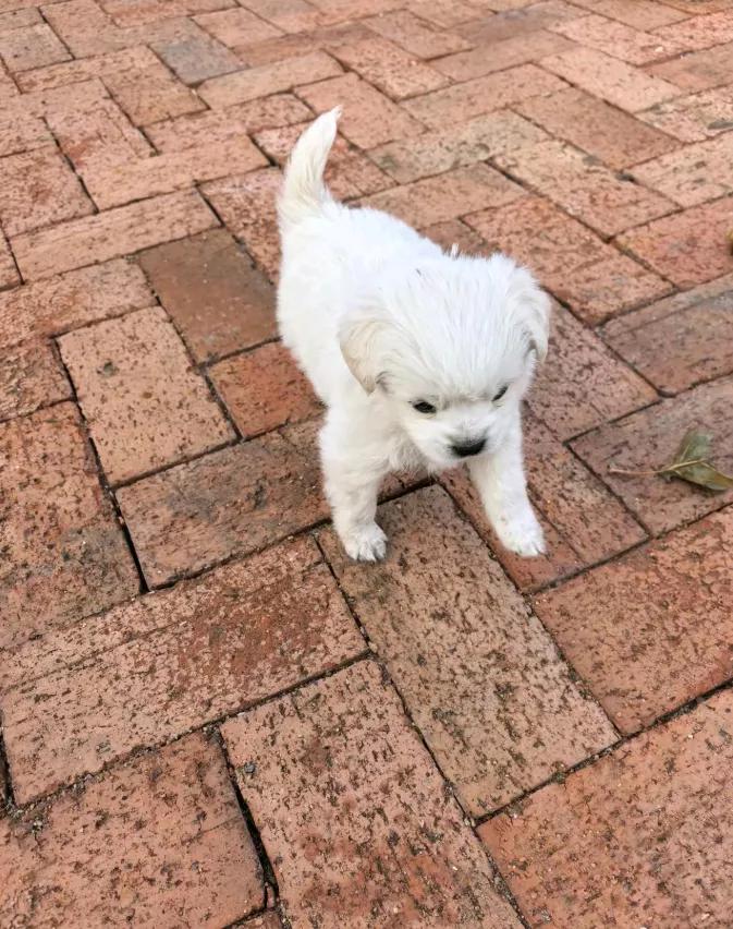 一只刚满月的狗，很小，毛茸茸的。它靠近了晨练的大妈，可能挡路了吧，谁知道呢，她