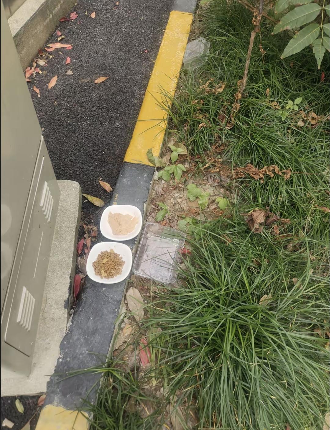 前两天我看见楼上的小孩吃剩个大包子,非要拿去喂楼下野猫。结果那些猫根本不吃,扔那