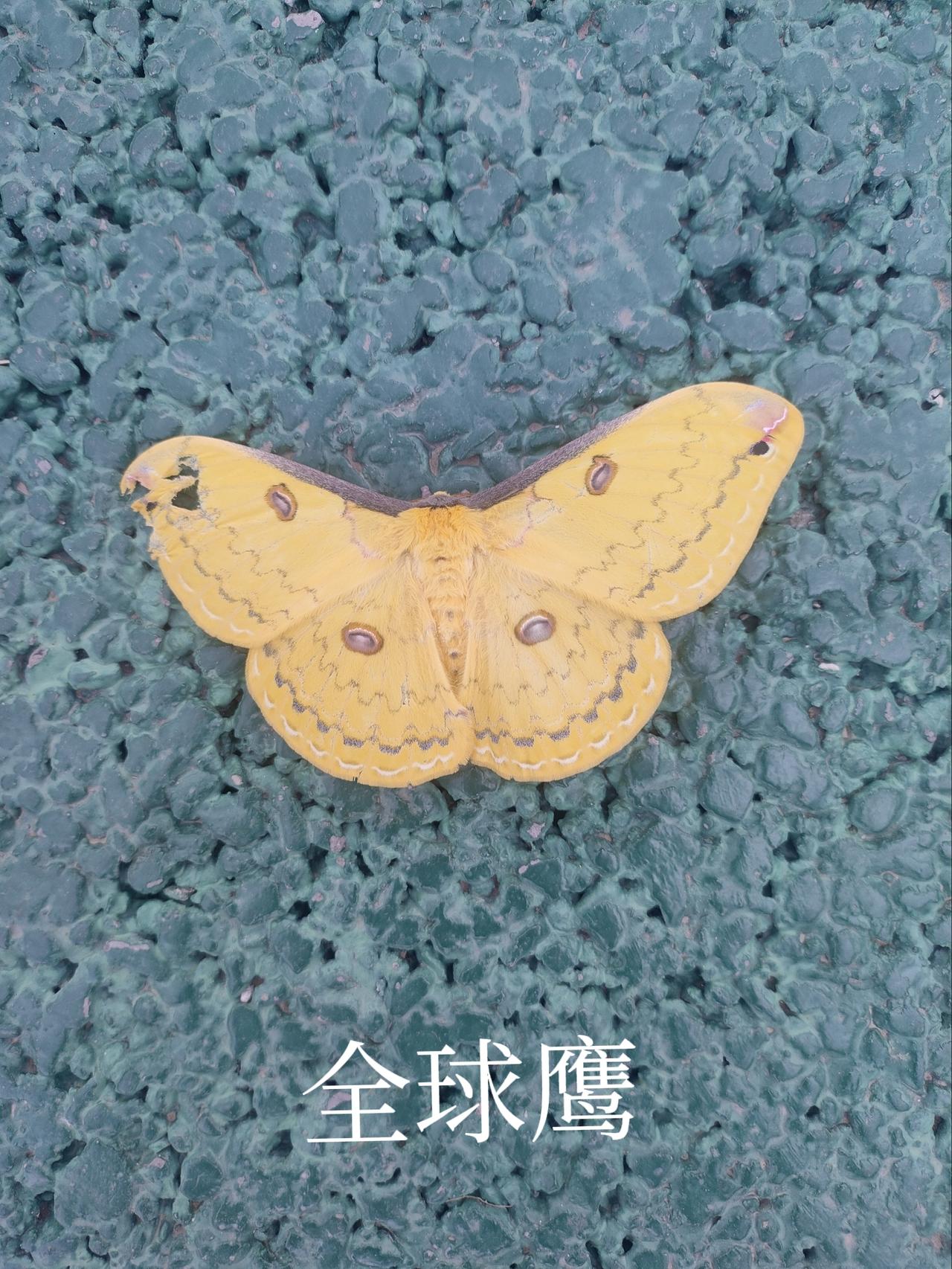 分享一张自己旅行随拍的照片为什么自然界能自动生成这样对称形状和规整图案？