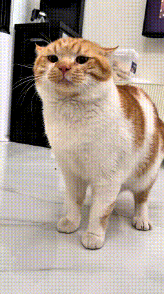 家里来了客人，想着伸手摸摸这只小猫，可猫咪一点都不领情。客人试了一回又一回，每次