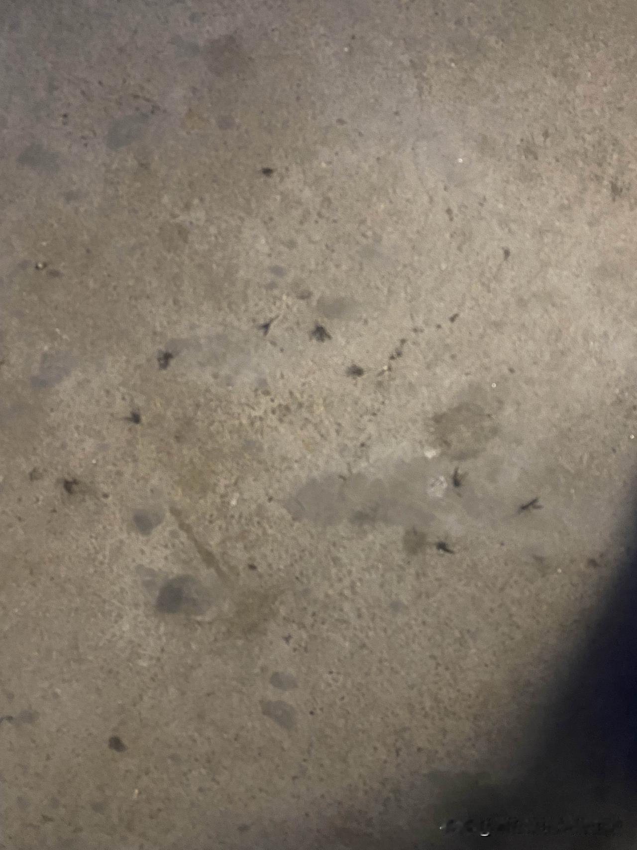 要说什么虫子最讨厌，非蚊子莫属，真的是超级超级讨厌蚊子，从小就讨厌的不行，然后也